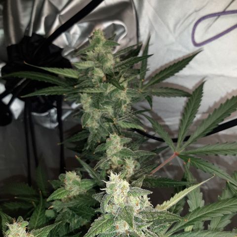 Assorted auto buddha seed  growlog timeline photo