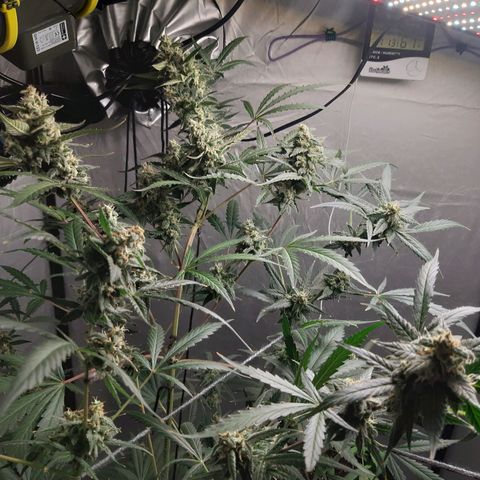 Assorted auto buddha seed  growlog timeline photo
