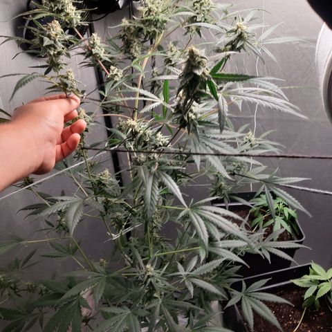 Assorted auto buddha seed  growlog timeline photo