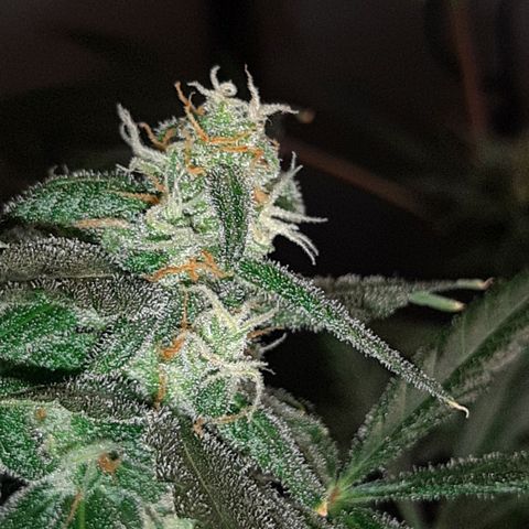 Assorted auto buddha seed  growlog timeline photo