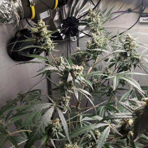 Assorted auto buddha seed  growlog timeline photo