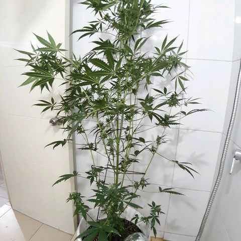 Assorted auto buddha seed  growlog timeline photo