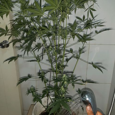 Assorted auto buddha seed  growlog timeline photo