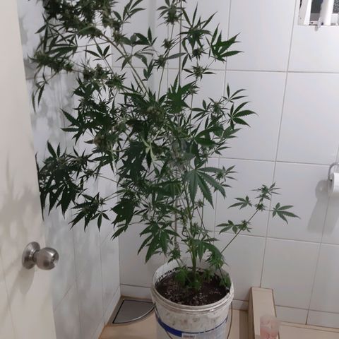 Assorted auto buddha seed  growlog timeline photo