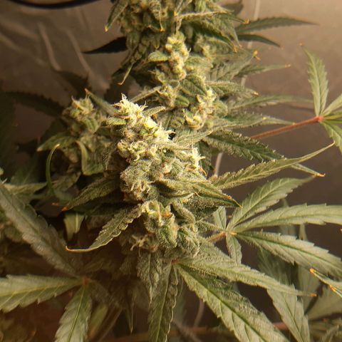 Assorted auto buddha seed  growlog timeline photo