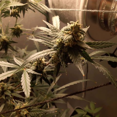 Assorted auto buddha seed  growlog timeline photo