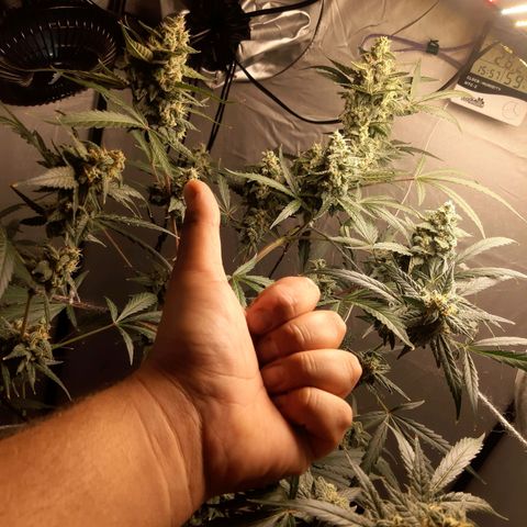 Assorted auto buddha seed  growlog timeline photo