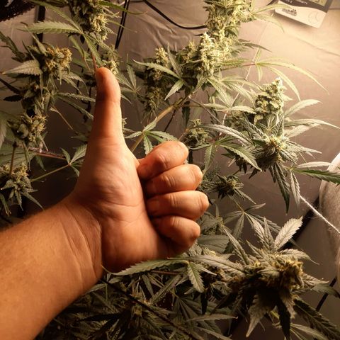 Assorted auto buddha seed  growlog timeline photo