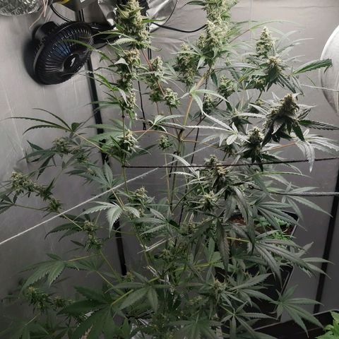 Assorted auto buddha seed  growlog timeline photo