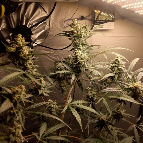 Assorted auto buddha seed  growlog timeline photo