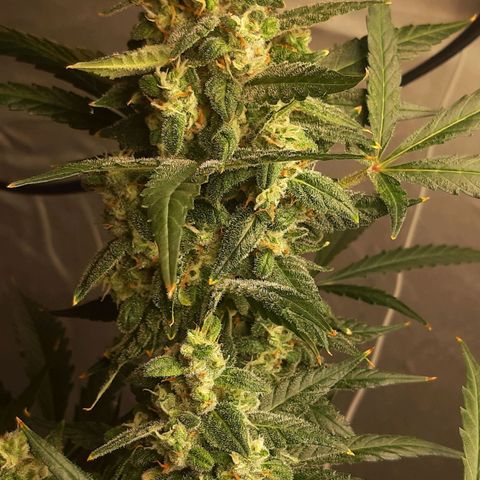 Assorted auto buddha seed  growlog timeline photo
