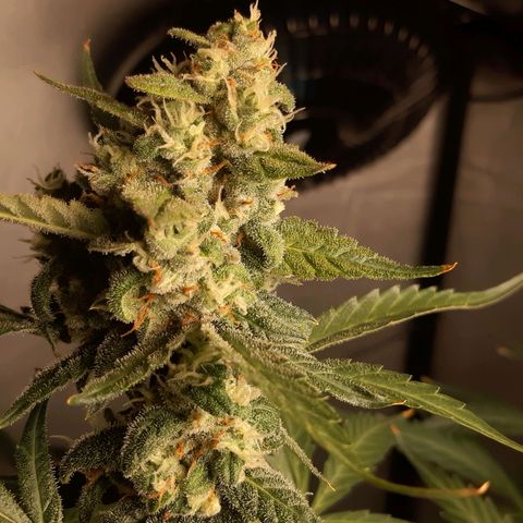Assorted auto buddha seed  growlog timeline photo