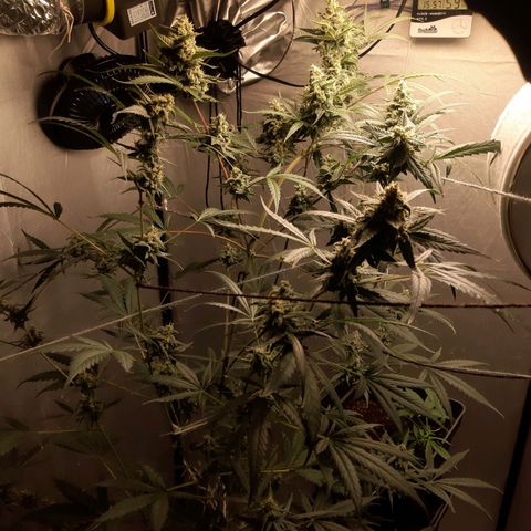 Assorted auto buddha seed  growlog timeline photo