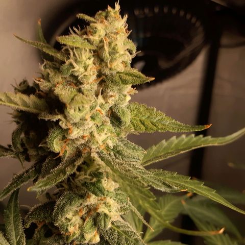 Assorted auto buddha seed  growlog timeline photo
