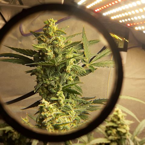Assorted auto buddha seed  growlog timeline photo