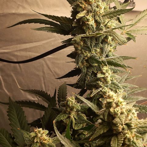 Assorted auto buddha seed  growlog timeline photo