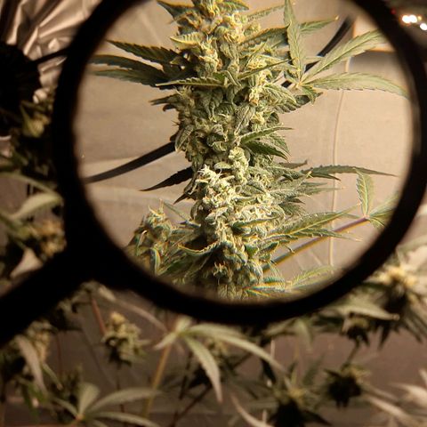 Assorted auto buddha seed  growlog timeline photo
