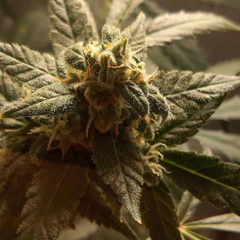 Assorted auto buddha seed  growlog timeline photo