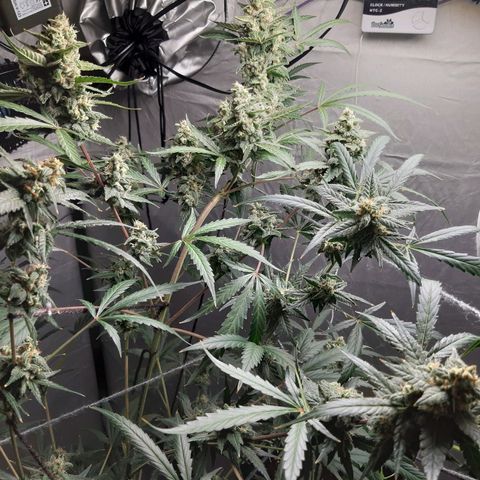 Assorted auto buddha seed  growlog timeline photo