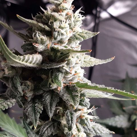 Assorted auto buddha seed  growlog timeline photo