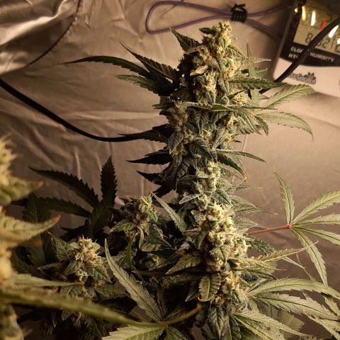 Assorted auto buddha seed  growlog timeline photo