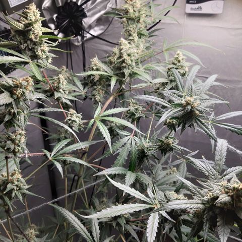 Assorted auto buddha seed  growlog timeline photo