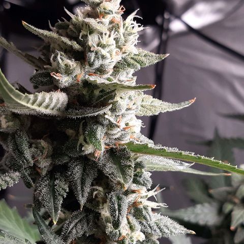 Assorted auto buddha seed  growlog timeline photo