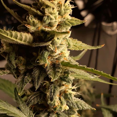 Assorted auto buddha seed  growlog timeline photo