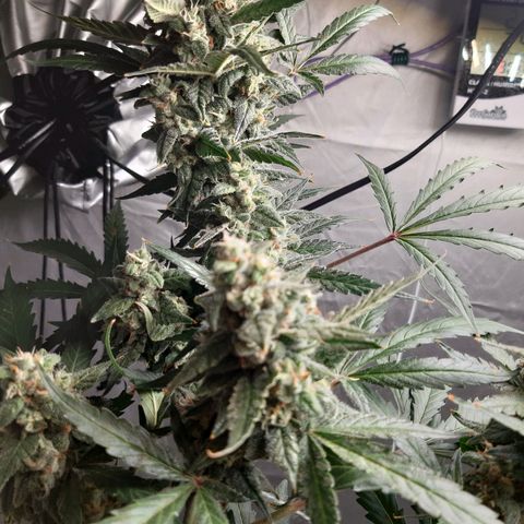 Assorted auto buddha seed  growlog timeline photo