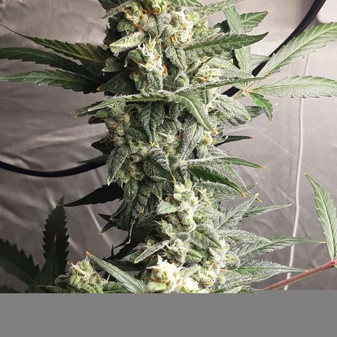 Assorted auto buddha seed  growlog timeline photo