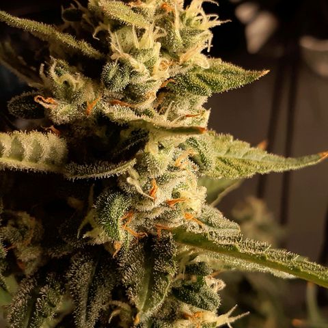 Assorted auto buddha seed  growlog timeline photo