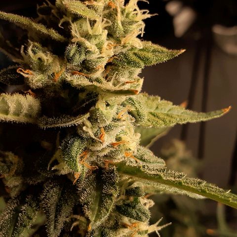 Assorted auto buddha seed  growlog timeline photo