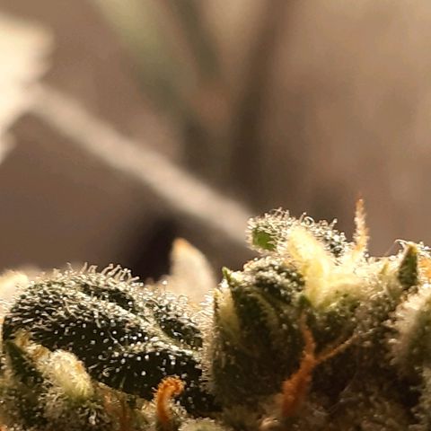 Assorted auto buddha seed  growlog timeline photo