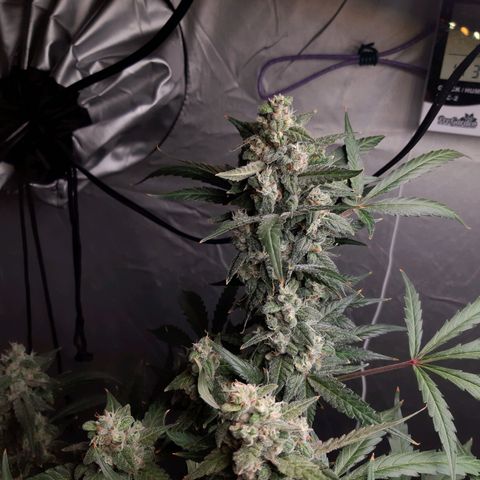 Assorted auto buddha seed  growlog timeline photo