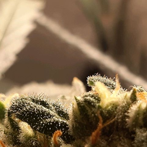 Assorted auto buddha seed  growlog timeline photo