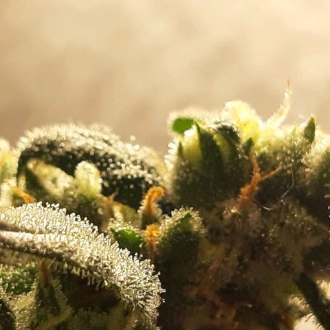 Assorted auto buddha seed  growlog timeline photo