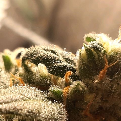 Assorted auto buddha seed  growlog timeline photo
