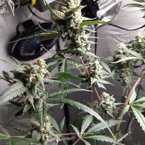 Assorted auto buddha seed  growlog timeline photo