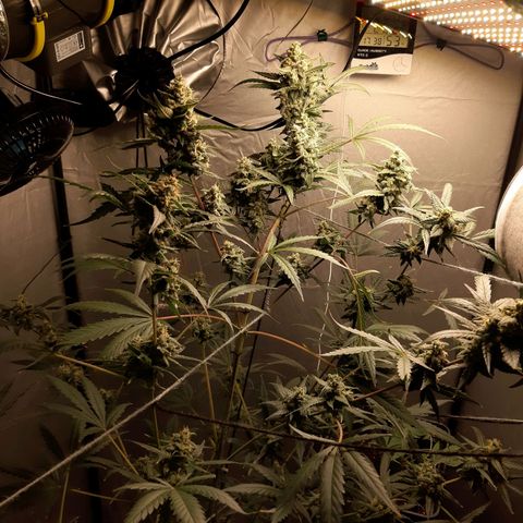 Assorted auto buddha seed  growlog timeline photo