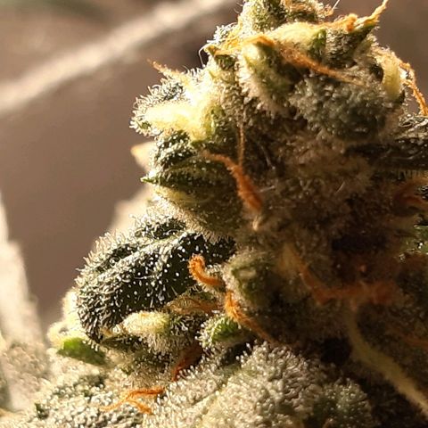 Assorted auto buddha seed  growlog timeline photo