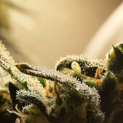 Assorted auto buddha seed  growlog timeline photo