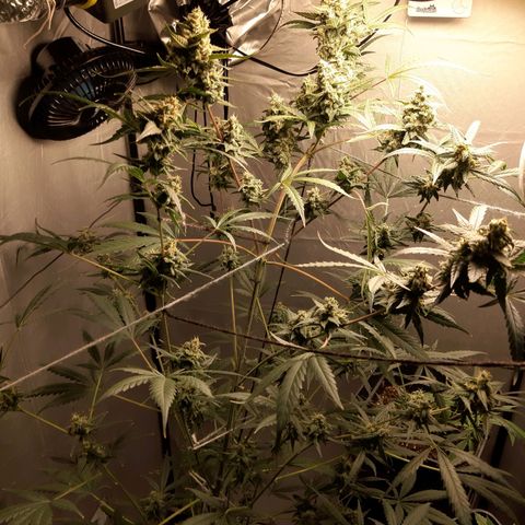 Assorted auto buddha seed  growlog timeline photo