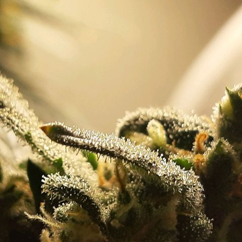 Assorted auto buddha seed  growlog timeline photo