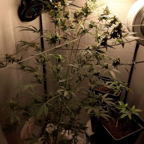 Assorted auto buddha seed  growlog timeline photo