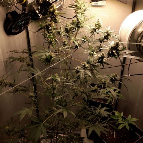 Assorted auto buddha seed  growlog timeline photo