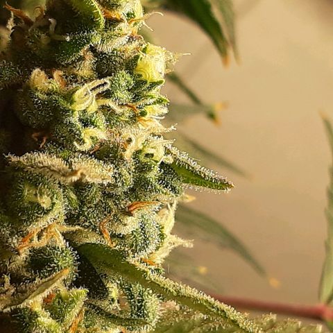 Assorted auto buddha seed  growlog timeline photo