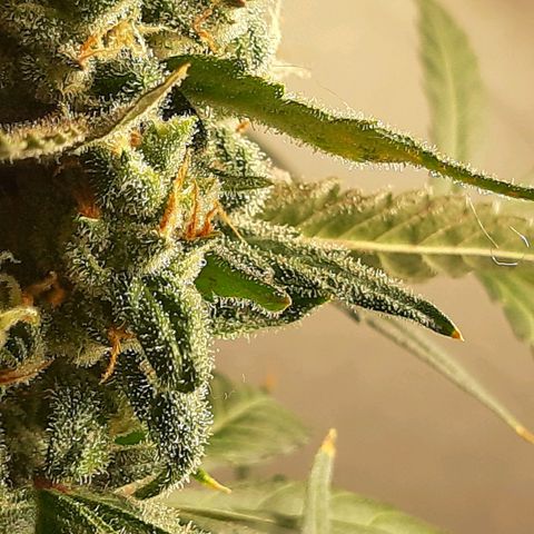 Assorted auto buddha seed  growlog timeline photo