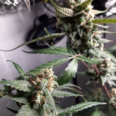 Assorted auto buddha seed  growlog timeline photo