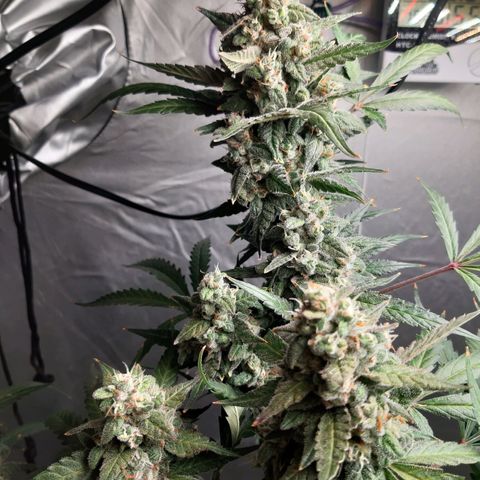 Assorted auto buddha seed  growlog timeline photo