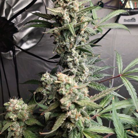 Assorted auto buddha seed  growlog timeline photo